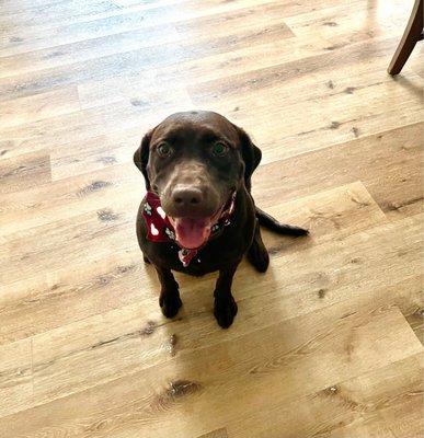 Chocolate Lab