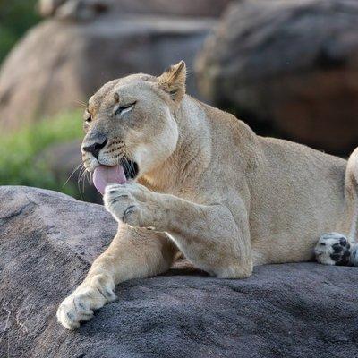 Lioness sitting on the kojpes