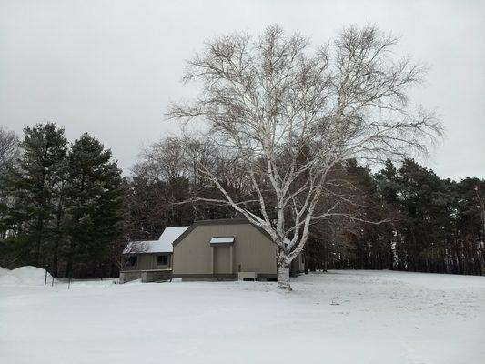 The birch tree outside our office.