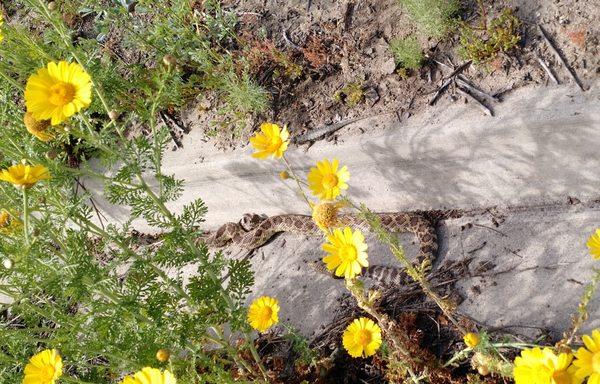 Training had zero lasting effect.  A mere 22 days after taking both of my dogs had zero fear of this rattlesnake.