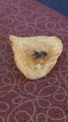 Deep fried fly in my chips. Yummy.