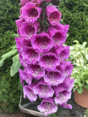 Foxglove