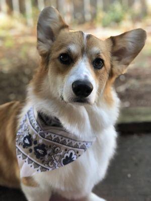 Enzo always looks and smells amazing after his bath and groom. He loves everyone there!