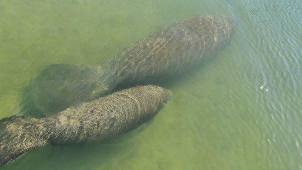 Two pairs of mom and pup manatees at the island