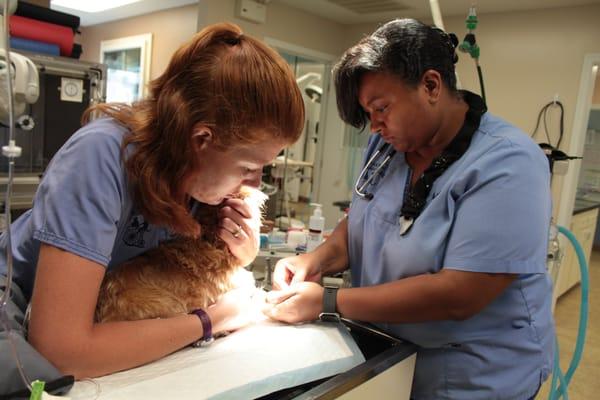 Edna, RVT and Mary, RVT student, place an IV catheter.