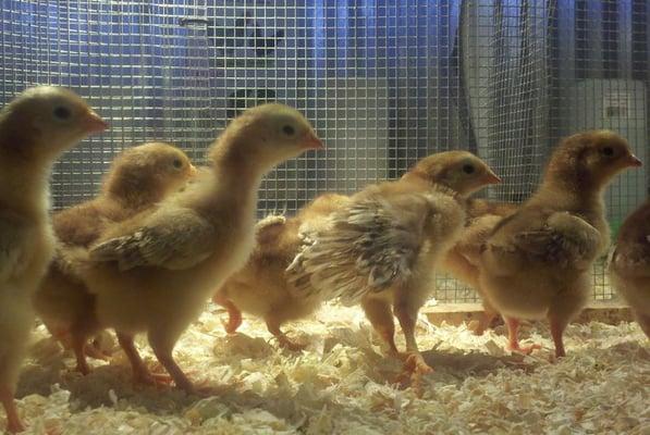 New Chicks Weekly
Hatchery Bred, Day Old, Healthy Chicks