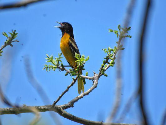 Montezuma National Wildlife Refuge