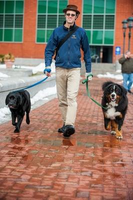 The Pied Dog Walker