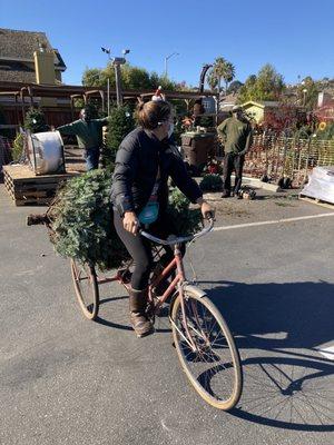 Christmas tree shopping with the tricycle!