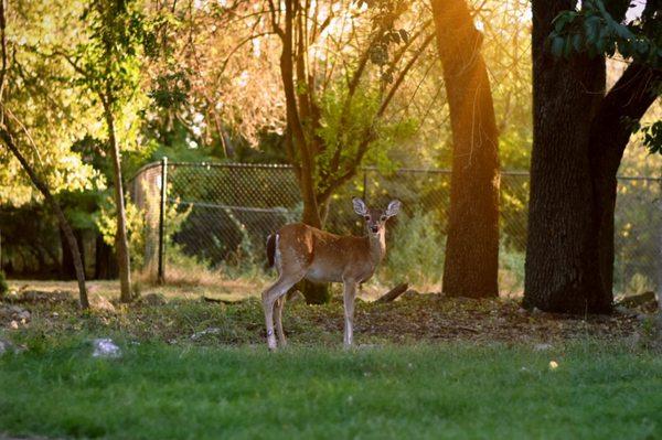 Beautiful baby deer hanging out