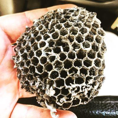 Wasp nest