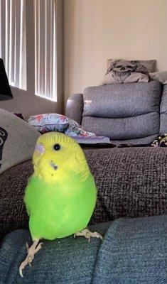 Baby Oliver- Parakeet