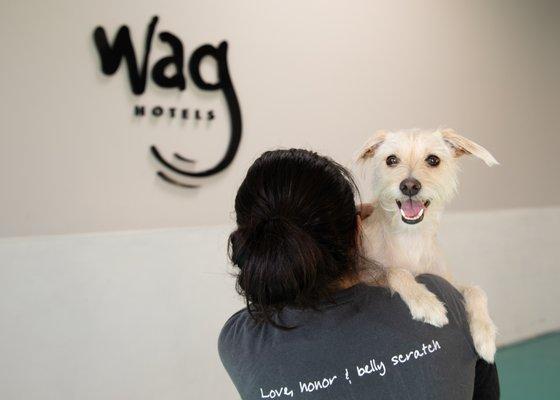 The Wag Hotels Motto: Love, Honor, & Belly Scratch