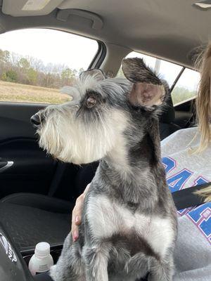 Miniature schnauzer mini groom!!