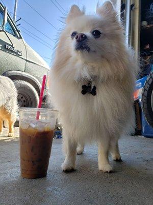 Rafyki modeling the wonderful 32oz 6-shot espresso over ice with a little cream!