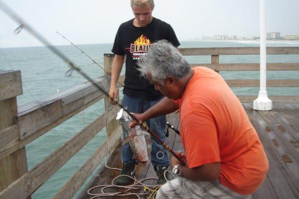 bonita tuna hit by a barracuda at main st pier oct ,2015