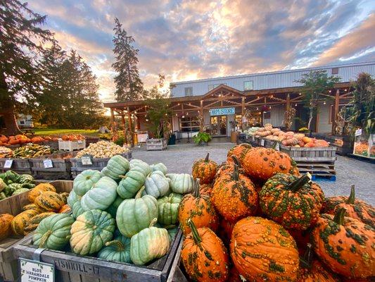 Fall pumpkin display outside the farm store.