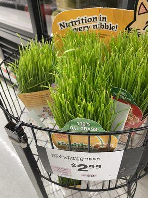 Cat grass... it costs like $9 at Petco