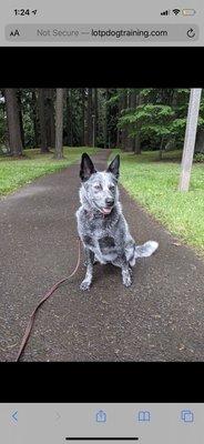 Relaxed walk with Mark and the pack (something we never could do before)