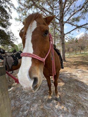 Hank, my riding buddy!