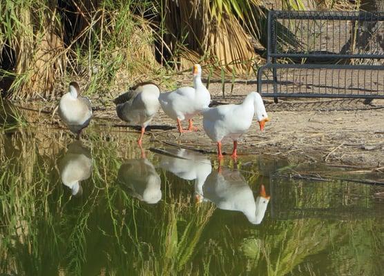 There's "Quacksburry", "Lord Quackington" "Quacky" (you met) and "Squawky" (she squawks like a truck horn!)