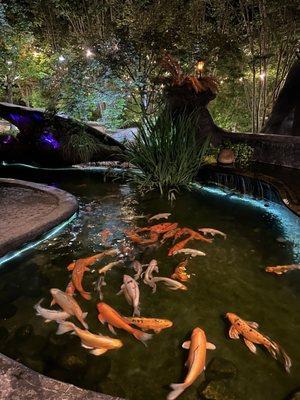 End your 18 feeding these massive Koi fish!