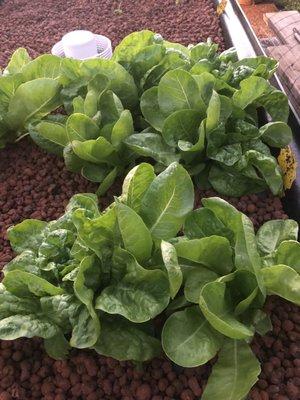 Anuenue lettuce