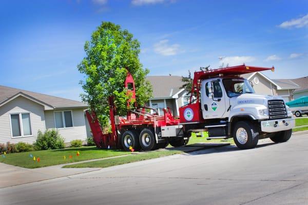 Instant impact spade tree services available for those who want immediate shade and curb appeal.