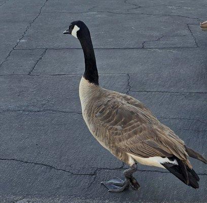 Geese are seen everywhere