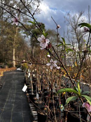 Fruit trees flowering!