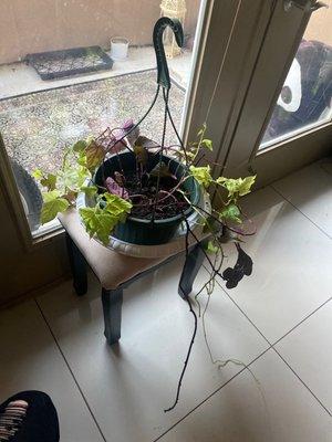 Dying plant after just 2 months