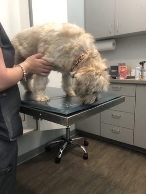 Getting his annual shots!