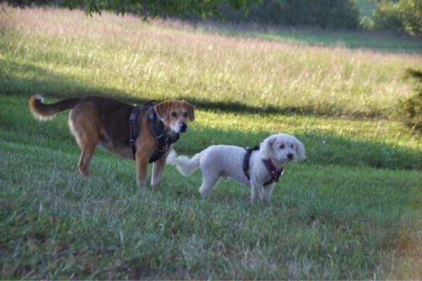 Dogs at the park