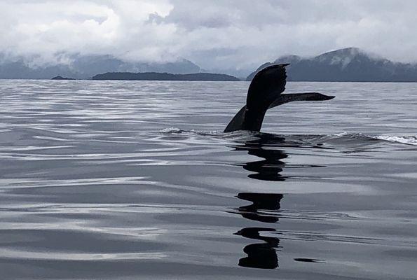 Humpback whale diving deep in "greasy" water