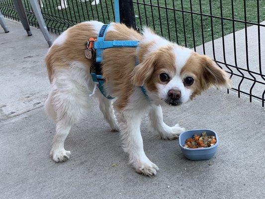 My dog, Sparky, with his beef stew.