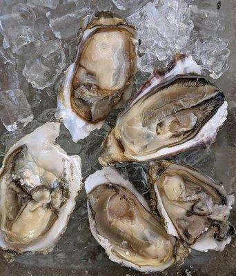 Fresh oysters