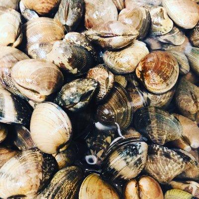 Fresh neck clams just came in today. We are going to serve mid-autumn festival special - Sautéed clams with black bean sauce!