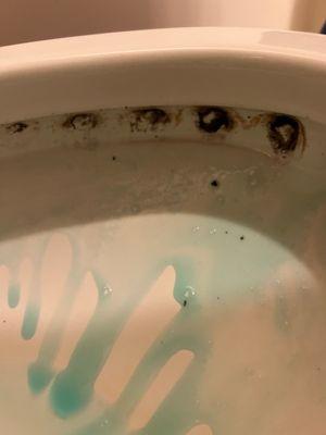 Toilets hadn't been cleaned(blue gel is from me starting to clean it before the picture)