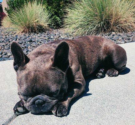 Sunbathing at Peak.