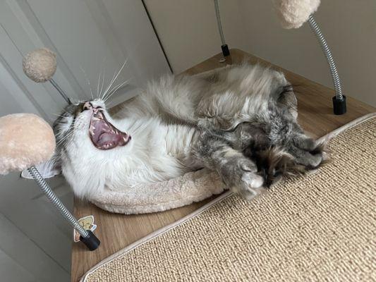 A big sleepy yawn