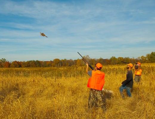 Beautiful hunting fields.  Season runs from September-April.