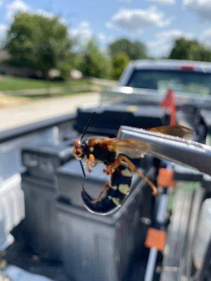 Cicada Killer Wasp