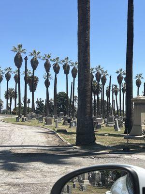 Several dead palm trees