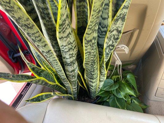 8" Sansevieria and 6" Philodendron for 30% Labor Day Special!!!