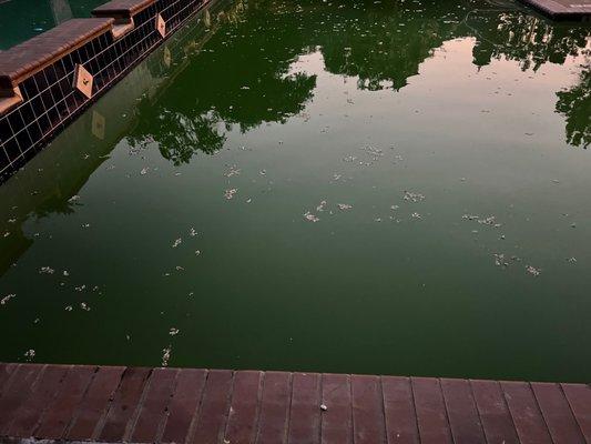 The Pool at Riverchase Apartments