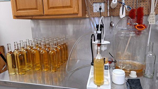 Bottling the Pinot Grigio