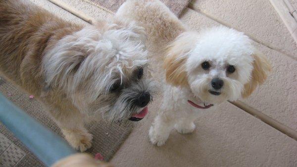 Lady and Lizzie my 6-year old fur babies. The big one had the ear infection.