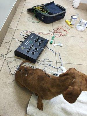 My dog Lucy receiving acupuncture treatment for the IVDD disease.