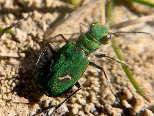 Tiger Beetle. It is an endangered species found in a meadow at UCSC