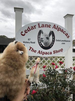 Alpaca toys from gift shop